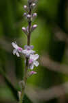 Carolina false vervain